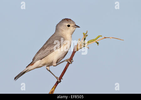 Lucy, trillo - Vermivora luciae - maschio Foto Stock