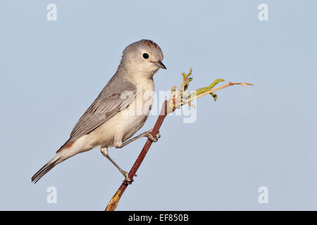 Lucy, trillo - Vermivora luciae - maschio Foto Stock