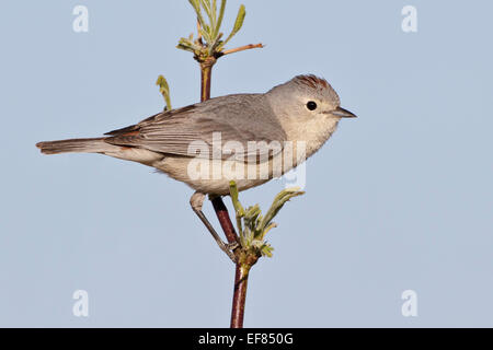 Lucy, trillo - Vermivora luciae - maschio Foto Stock