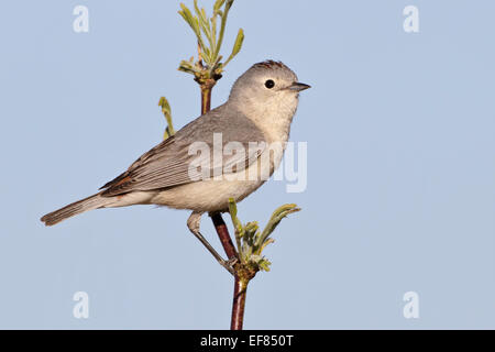 Lucy, trillo - Vermivora luciae - maschio Foto Stock