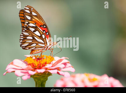 Bellissimo Golfo Fritillary butterfly alimentazione su un Zinnia contro pallido sfondo verde Foto Stock