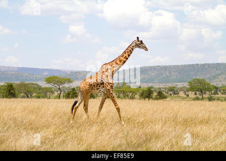 Grandi passeggiate Giraffa presso le pianure dell Africa Foto Stock