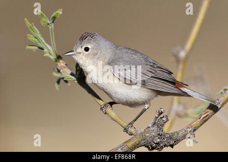 Lucy, trillo - Vermivora luciae - maschio Foto Stock