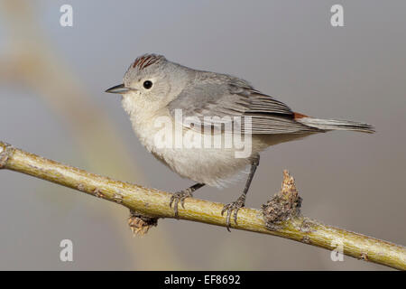 Lucy, trillo - Vermivora luciae - maschio Foto Stock