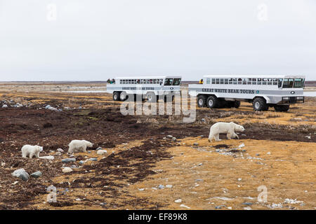 Canada, Manitoba, Churchill, grande orso bianco Lodge tour Visualizzazione di gruppi di orsi polari lungo la Baia di Hudson su nuvoloso al mattino di autunno Foto Stock