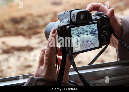 Canada, Manitoba, Churchill, vista ravvicinata della donna la creazione di istantanee di Orso Polare (Ursus maritimus) dalla Tundra Buggy sulla tundra Foto Stock