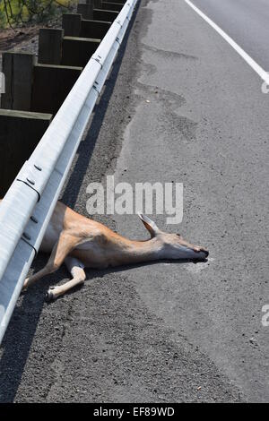 Il cervo morto sull'autostrada. Foto Stock