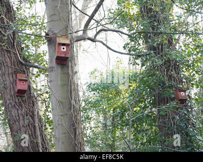 Scatole di uccelli attaccati agli alberi per promuovere l'allevamento, nella foresta circostante linee Hilsea antico monumento, Portsmouth, Inghilterra Foto Stock