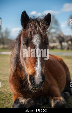 La New Forest pony è uno dei riconosciuti di montagna e la brughiera o nativa di razze di pony delle Isole Britanniche. Foto Stock