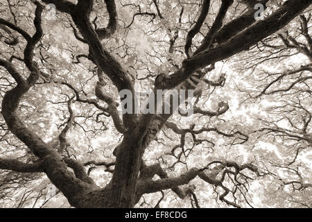 Ty Canol antichi boschi, Pembrokeshire, Galles Foto Stock