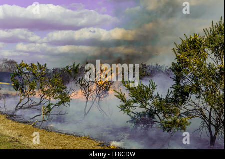 La masterizzazione di ginestre in un modo controllato in New Forest Hampshire Foto Stock