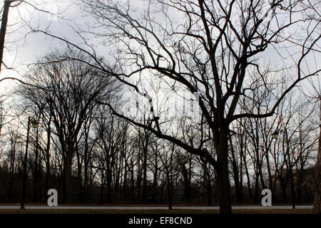 La fotografia misteriosa in un solitario foresta con spooky alberi sfrondato filiali su un inverno mattina in Canada Foto Stock