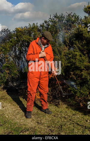 La masterizzazione di ginestre in un modo controllato in New Forest Hampshire Foto Stock