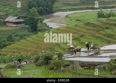 Gli agricoltori di piantare il riso in terrazze con il bufalo d'acqua aratro. Nei pressi di Hau villaggio Thao, Sa Pa Lao, Lao Cai Vietnam Foto Stock