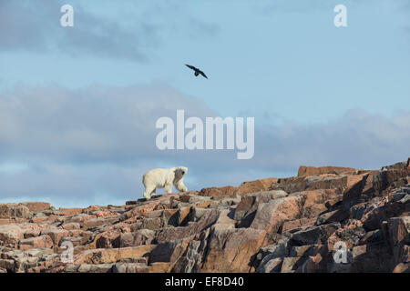 Canada, Nunavut Territorio, Repulse Bay, Raven vola sopra orso polare (Ursus maritimus) camminando lungo il crinale su Harbor Islands Hu Foto Stock