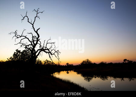 Africa, Botswana Chobe National Park, nodose rimane di albero lungo appena fluente canale Savuti di Okavango Delta entro Kalah Foto Stock