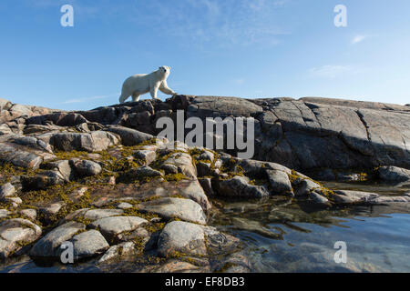 Canada, Nunavut Territorio, Repulse Bay, orso polare (Ursus maritimus) passeggiate lungo la costa rocciosa sul porto isole vicino Arcti Foto Stock