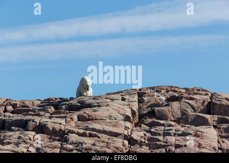 Canada, Nunavut Territorio, Repulse Bay, orso polare (Ursus maritimus) zampa mette sulla faccia mentre poggia sulle Rocky Mountain ridge su Foto Stock