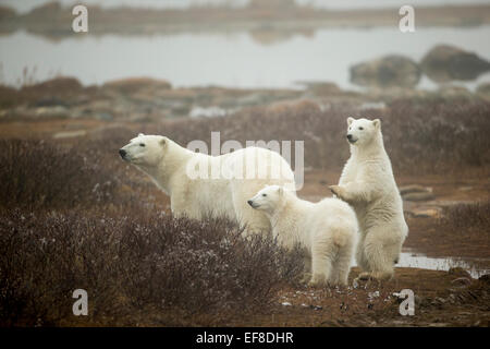 Canada, Manitoba, Churchill, femmina adulta di Orso Polare (Ursus maritimus) con molla cubs staring torna ad avvicinarsi orso maschio al Foto Stock
