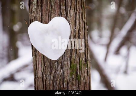 Cuore di neve su un albero di cedro in un bosco invernale, concetto romantico Foto Stock