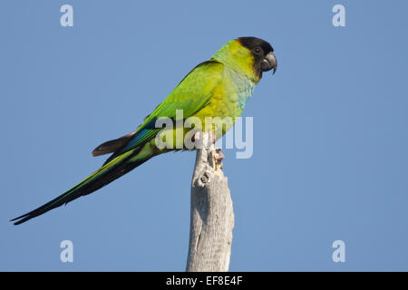 Parrocchetto Nanday - Aratinga nenday Foto Stock