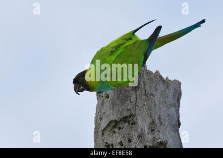 Parrocchetto Nanday - Aratinga nenday Foto Stock