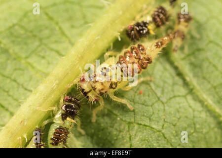 Treehopper ninfe (Entylia carinata). Foto Stock