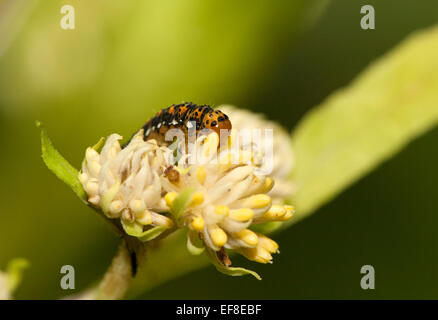 Caterpillar del crownbeard seedcopper o oro tarma (Basilodes pepita). Foto Stock