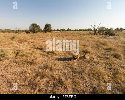 Africa, Botswana, Moremi Game Reserve, vista aerea del leone maschio (Panthera leo) resto nelle praterie di Okavango Delta nel Kalahari Foto Stock