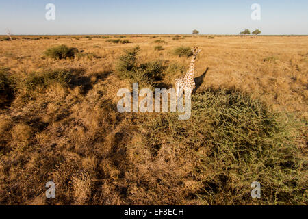 Africa, Botswana Chobe National Park, veduta aerea della giraffa (Giraffa camelopardalis) in piedi di Savuti Marsh al tramonto in Oka Foto Stock