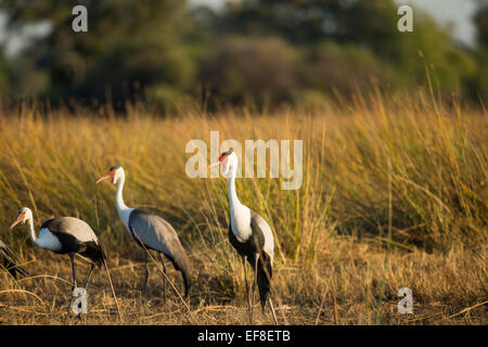 Africa, Botswana, Moremi Game Reserve, Wattled gru (Bugeranus carunculatus) alimentazione in zone umide di Okavango Delta Foto Stock