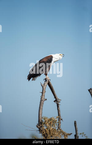 Africa, Botswana Chobe National Park, African Fish Eagle (Haliaeetus vocifer) fonazione mentre sono ' appollaiati in filiali di Savuti M Foto Stock