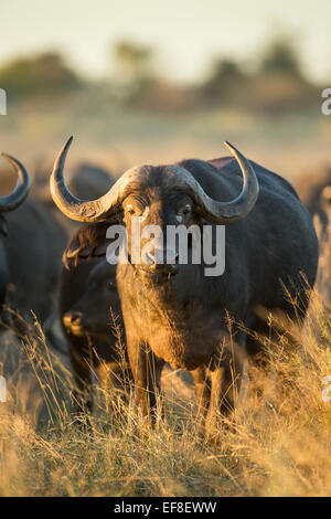 Africa, Botswana, Moremi Game Reserve, Bufali (Syncerus caffer) in piedi in erba alta nei pressi di Xakanaxa Camp di Okavango Delt Foto Stock