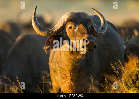 Africa, Botswana, Moremi Game Reserve, Bufali (Syncerus caffer) in piedi in erba alta nei pressi di Xakanaxa Camp di Okavango Delt Foto Stock