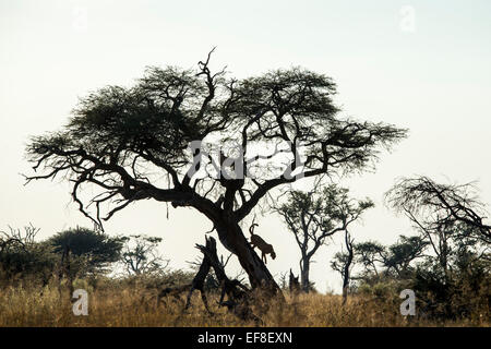 Africa, Botswana, Moremi Game Reserve, ghepardo (Acinonyx jubatus) si arrampica verso acacia albero vicino a Xakanaxa Camp all'alba Foto Stock