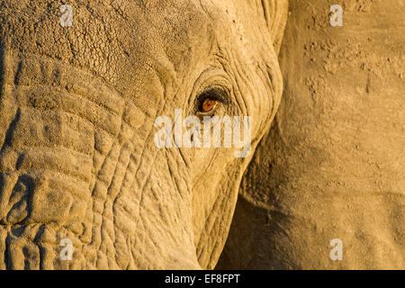 Africa, Botswana Chobe National Park, vista ravvicinata di occhio di elefante africano (Loxodonta africana) in Savuti Marsh al tramonto Foto Stock