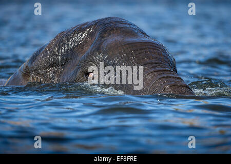 Africa, Botswana Chobe National Park, l'elefante africano (Loxodonta africana) nuoto sommerso nel fiume Chobe Foto Stock