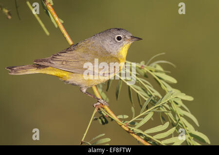 Nashville trillo - Vermivora ruficapilla - femmina Foto Stock