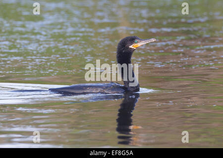 Neotropic - cormorano Phalacrocorax brasilianus - allevamento adulto Foto Stock