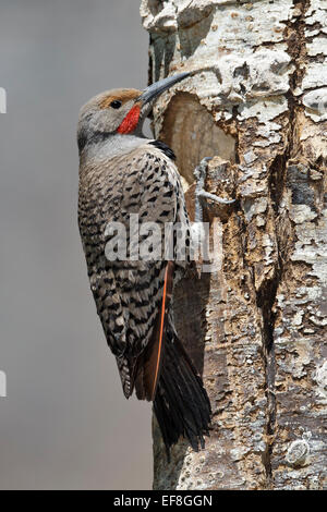 Lo sfarfallio del nord (rosso-scopare gara) - Colaptes auratus - maschio Foto Stock