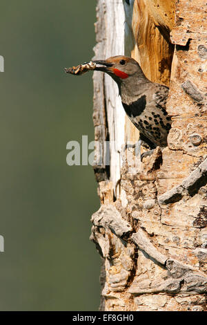 Lo sfarfallio del nord (rosso-scopare gara) - Colaptes auratus - maschio Foto Stock