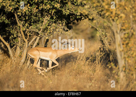 Africa, Botswana Chobe National Park, maschio adulto Impala (Aepyceros melampus) in esecuzione attraverso la foresta di mopane in Savuti Marsh in O Foto Stock