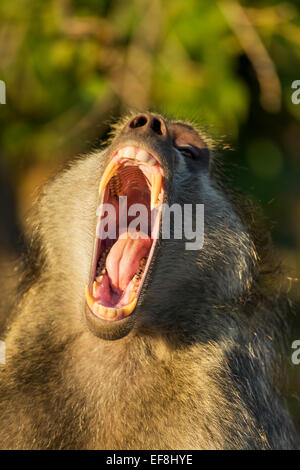 Africa, Botswana Chobe National Park, maschio adulto Chacma Baboon (Papio ursinus) bares grandi zanne mentre sbadigli di prima mattina Foto Stock