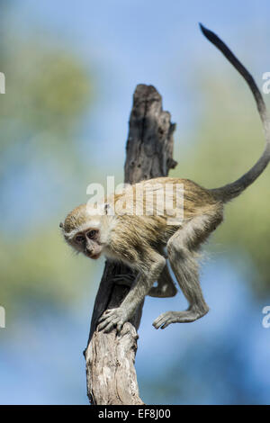 Africa, Botswana, Moremi Game Reserve, Vervet Monkey (Chlorocebus pygerythrus) giù di scrambling tronco di albero nella foresta lungo Khwai Foto Stock