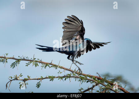 Africa, Botswana Chobe National Park, la Burchell Starling (Lamprotornis australis) lo sbarco su thorn-coperta di succursali in Savuti Foto Stock