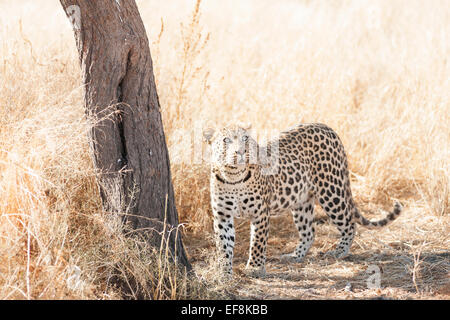 Leopard (Panthera pardus) guarda da una posizione in piedi vicino a un albero in alte erbe del Kalahari, Namibia, Africa Foto Stock