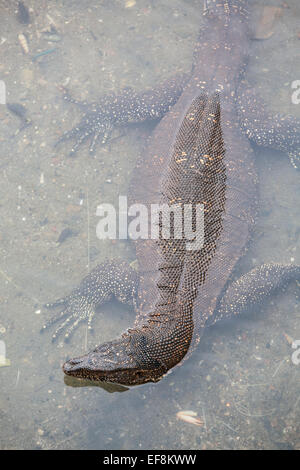 Asian monitor acqua nuoto in acque a Donaduwa porto di pescatori villaggio a sud di Hikkaduwa Beach, Sri Lanka Foto Stock