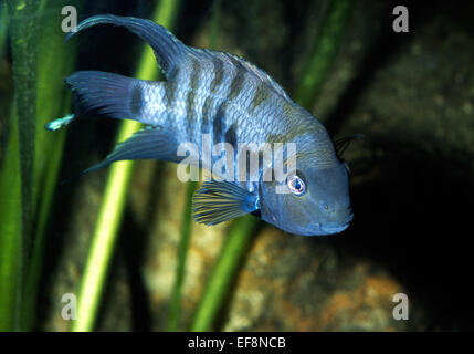 Convict cichlid Amatitlania nigrofasciata (Cichlasoma nigrofasciatus), Cichldae, Centro America Foto Stock