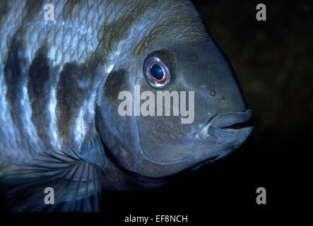 Convict cichlid Amatitlania nigrofasciata (Cichlasoma nigrofasciatus), Cichldae, Centro America Foto Stock