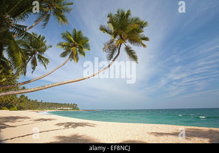 Spiaggia deserta di Tangalla con palme Foto Stock